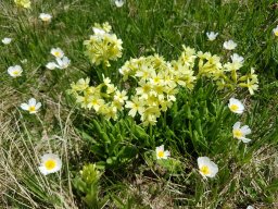 primevre leve - primula elatior-a - 21/05/2020 -Vallon Combeau, Vercors (Drôme)